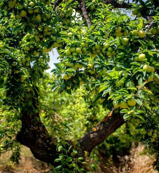 בית מלון כפרי Efrosini Village