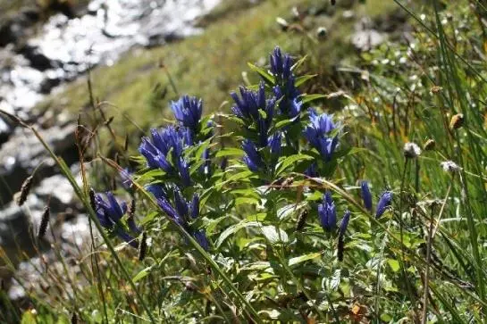 هتل Mittlenberghuette - Binntal Alpinhuette