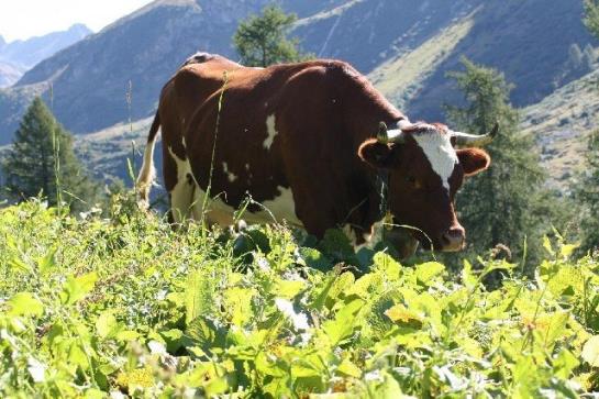ホテル Mittlenberghuette - Binntal Alpinhuette