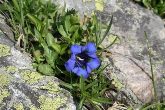 ホテル Mittlenberghuette - Binntal Alpinhuette