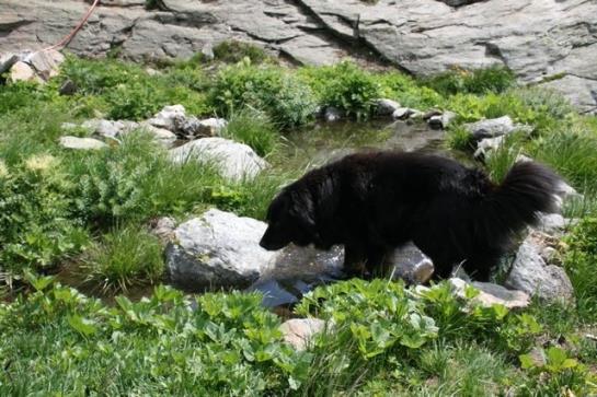 ホテル Mittlenberghuette - Binntal Alpinhuette