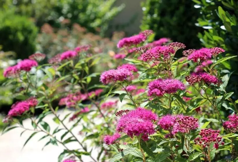 Joia Hotel & Luxury Apartments