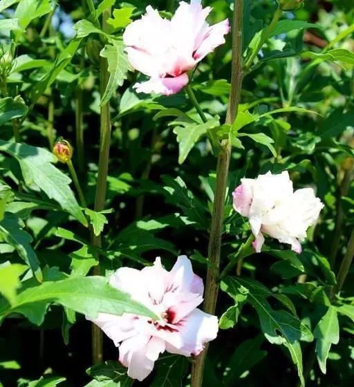 Joia Hotel & Luxury Apartments