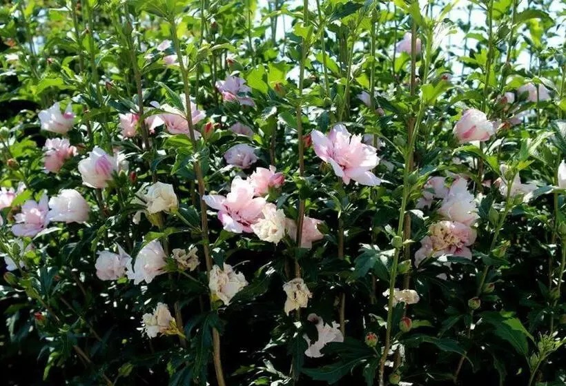 Joia Hotel & Luxury Apartments