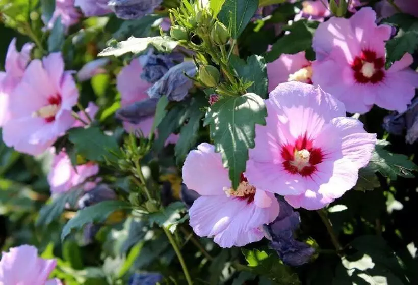 Joia Hotel & Luxury Apartments