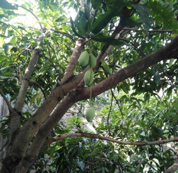 مبيت وإفطار Sacred City Tourist Resort