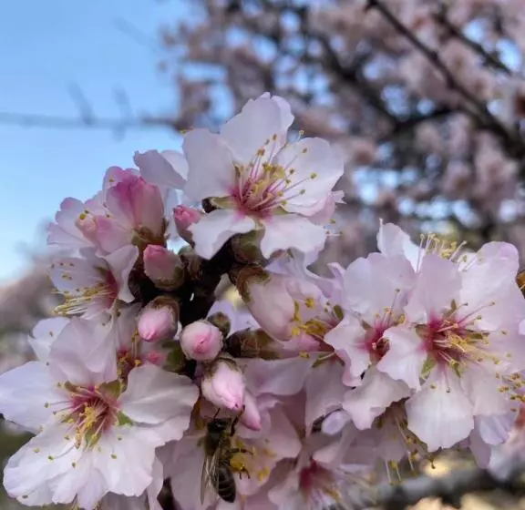 Hotelli Auberge Des Cascades Imouzzer   Paradise Valley