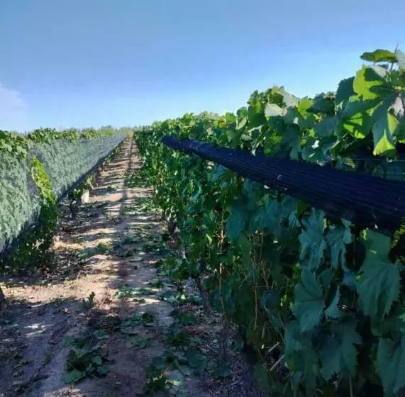 Entre Viñedos