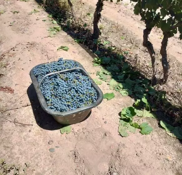Entre Viñedos