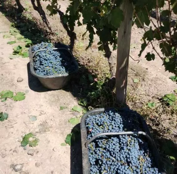 Entre Viñedos