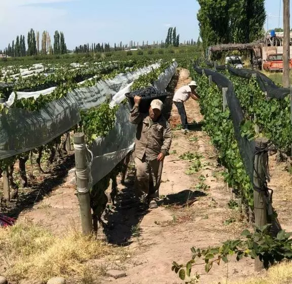 Entre Viñedos