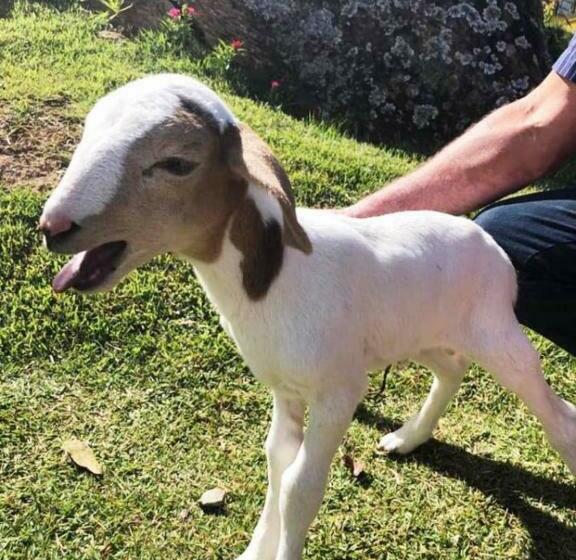 Sítio No Interior De Sp Para Curtir A Natureza