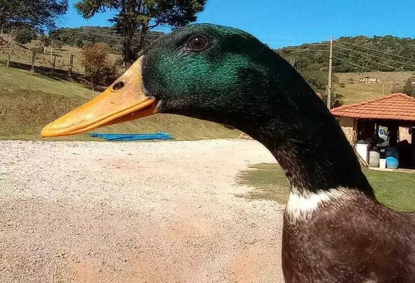 Sítio No Interior De Sp Para Curtir A Natureza