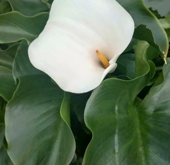 Sítio No Interior De Sp Para Curtir A Natureza