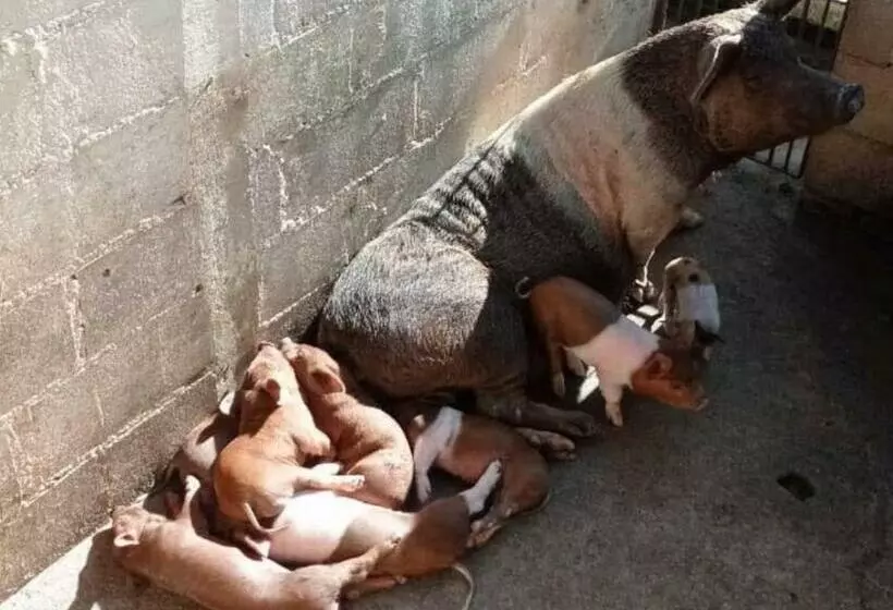 Sítio No Interior De Sp Para Curtir A Natureza