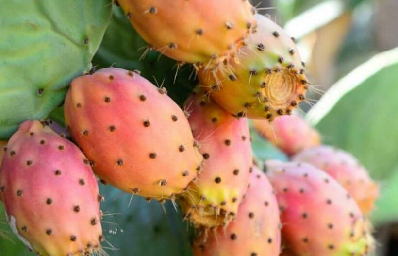 Dimora La Pinta ‘700