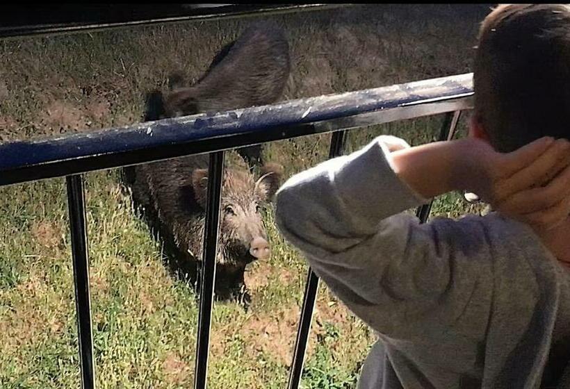 El Jabalí Contento