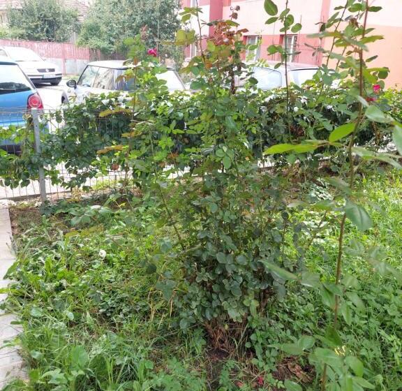 Apartament Foarte Ok