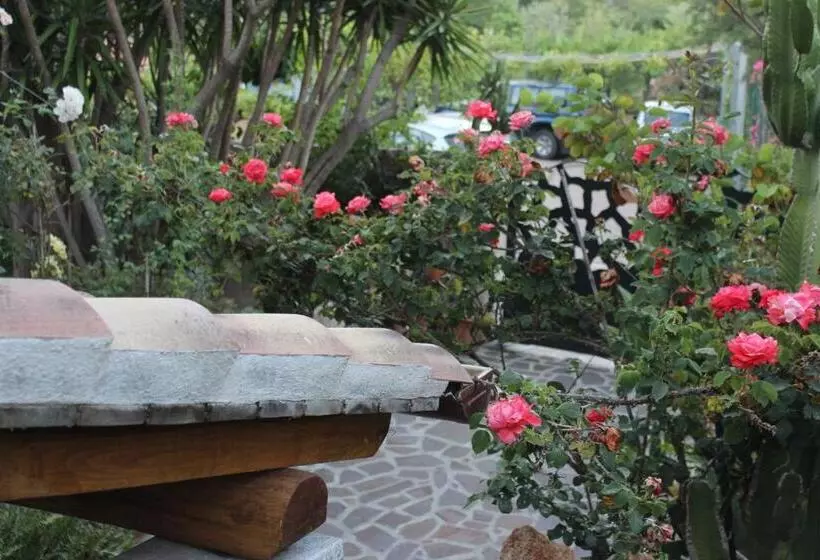 B&b Chorisia