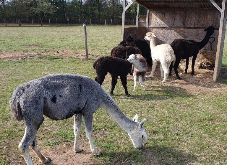 The Alpaca B&b