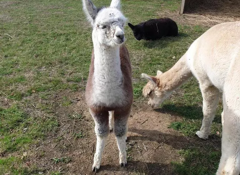 The Alpaca B&b