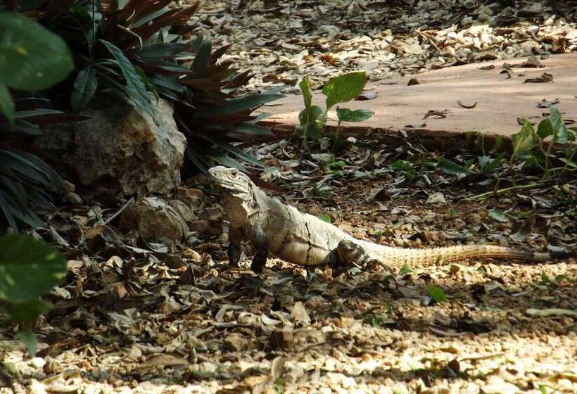 Eco Hotel Nueva Altia