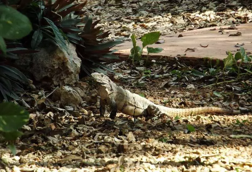 Eco Hotel Nueva Altia