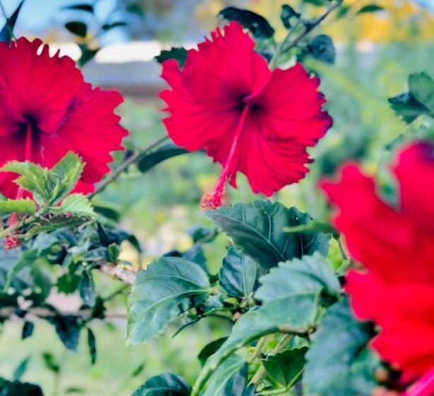 בית מלון כפרי Country Way Motor Inn