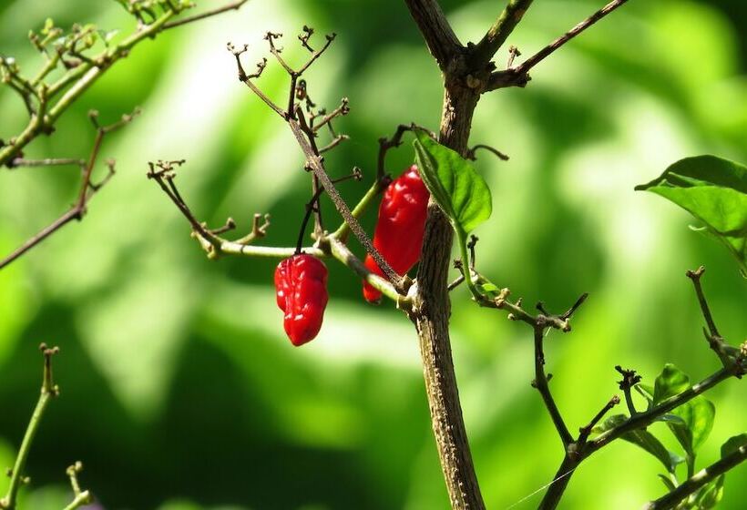 Отель Hostel Nature