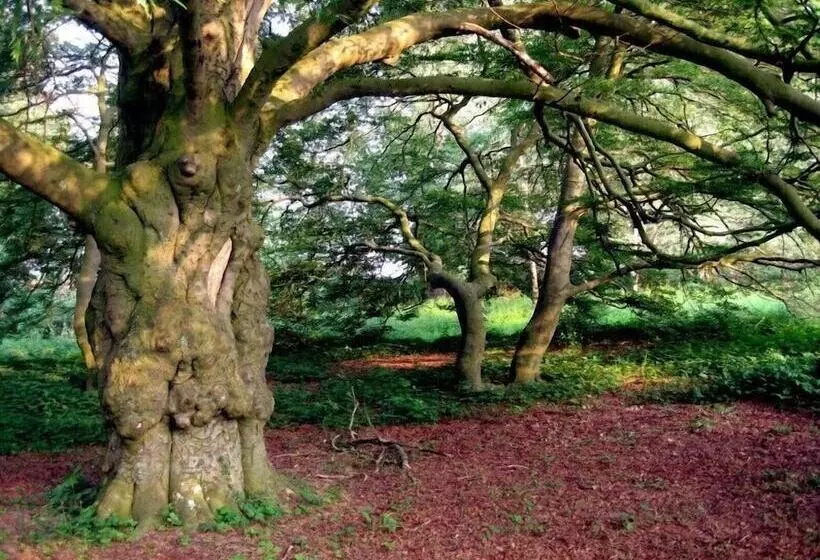 Hotelli Kavaliershaus Schloss Blücher
