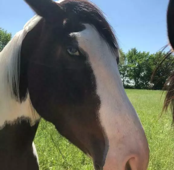 Hotelli Lindenhof Peritz