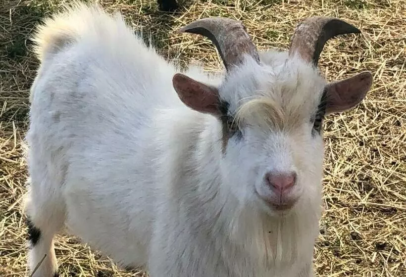 Hotelli Lindenhof Peritz