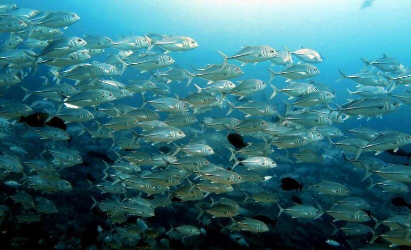 هتل Beach Cottage