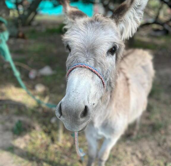 Отель La Granja De Papá Alberto