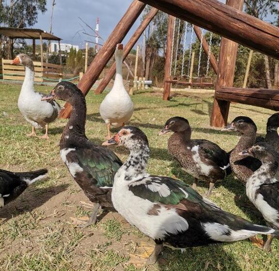 Отель La Granja De Papá Alberto