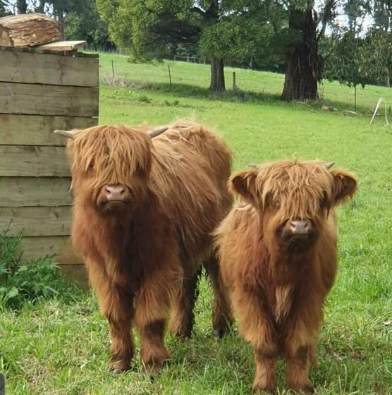 Bed and Breakfast Bellevue Homestead At Noir
