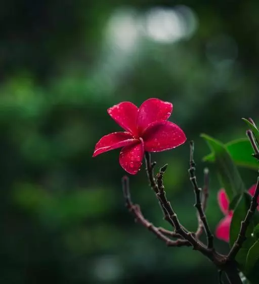 ユースホステル Pranaya Hiriketiya
