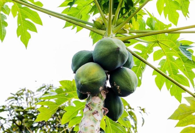 住宿加早餐  Tatajuba Hostel Casa Pascual