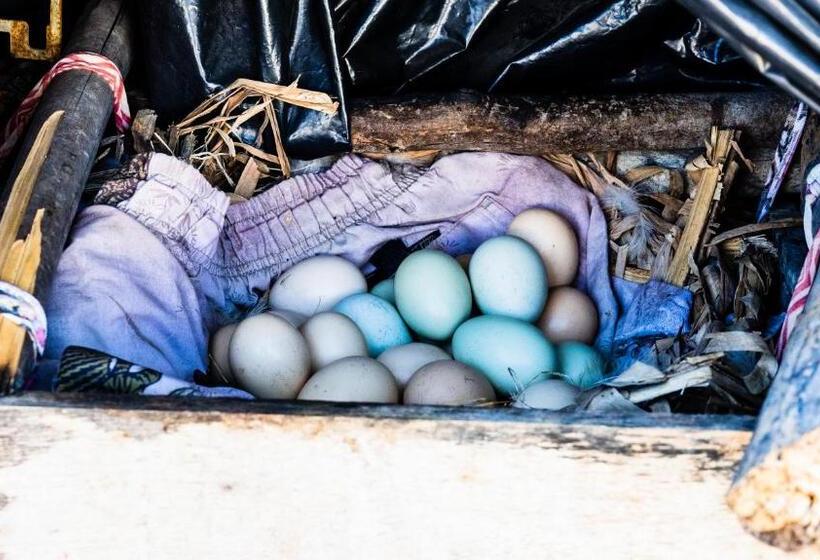 住宿加早餐  Tatajuba Hostel Casa Pascual