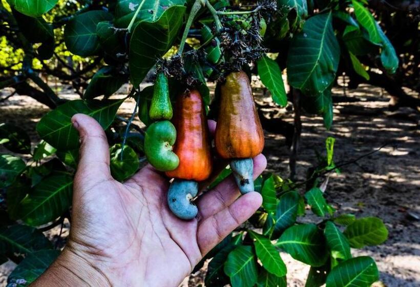 住宿加早餐  Tatajuba Hostel Casa Pascual