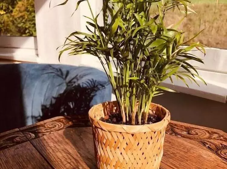 Aamiaismajoitus (B&B) Geulzicht