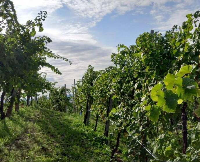 بنسيون Locazione Turistica El Sghirlo