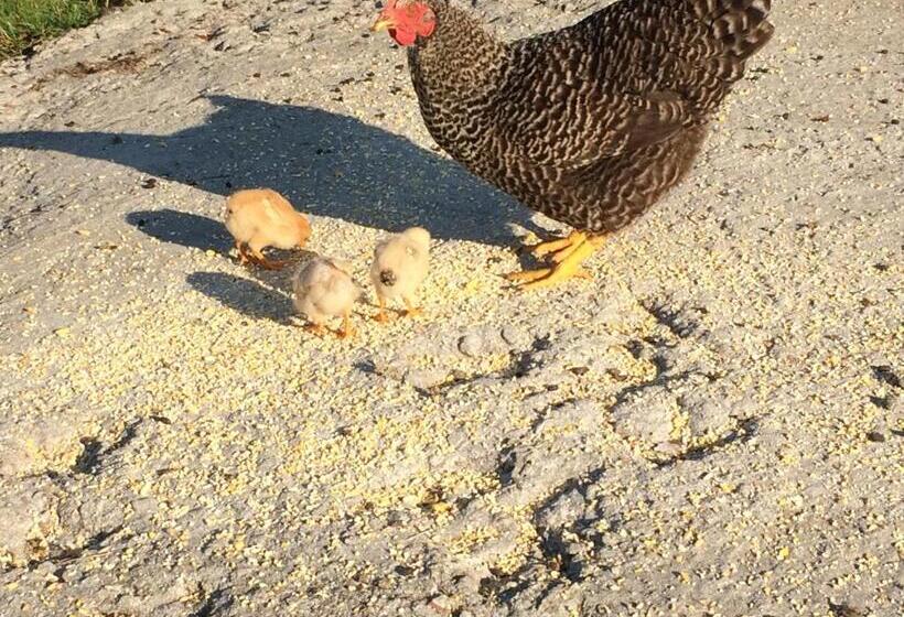 צימר Le Dragon Dans Les Buis