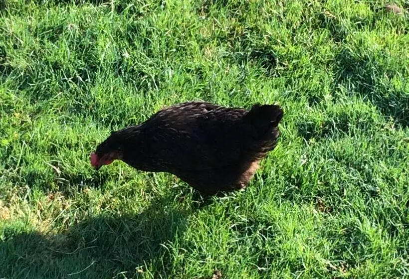 Aamiaismajoitus (B&B) Le Dragon Dans Les Buis