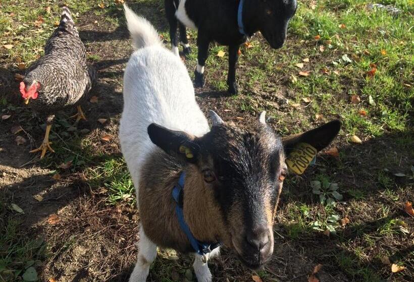 צימר Le Dragon Dans Les Buis