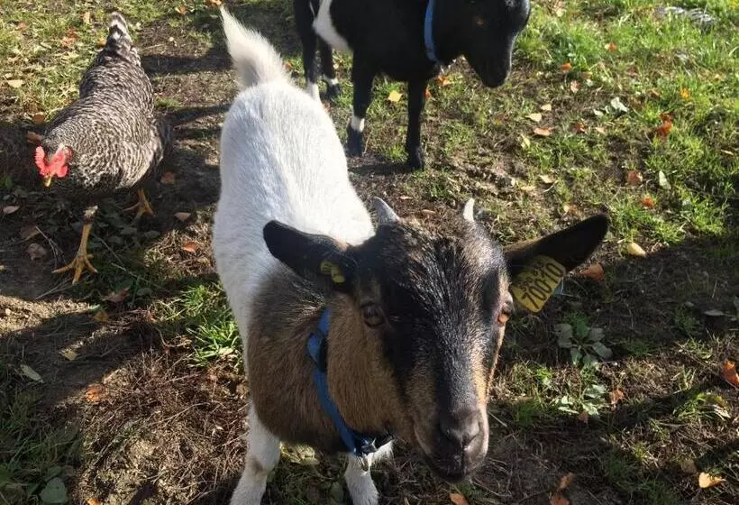 Aamiaismajoitus (B&B) Le Dragon Dans Les Buis