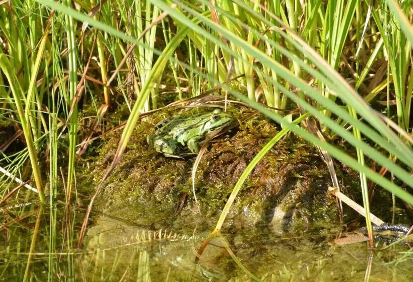 Aamiaismajoitus (B&B) Bnb Villa Levanta