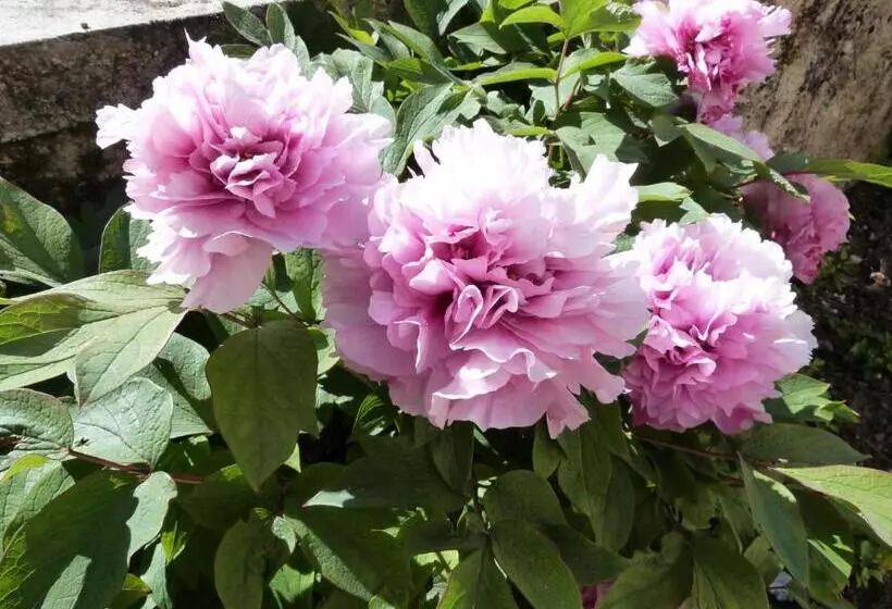 Aamiaismajoitus (B&B) Chambres D Hotes Le Plassalou