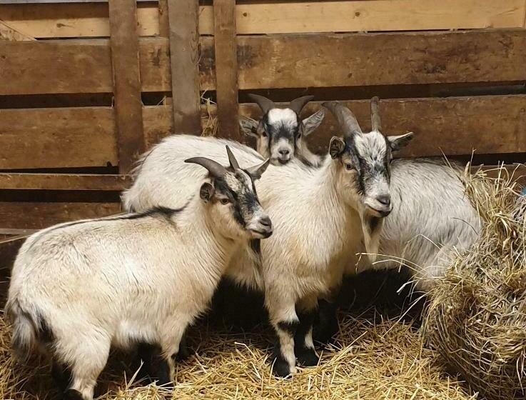 בית מלון כפרי Myskje Gård