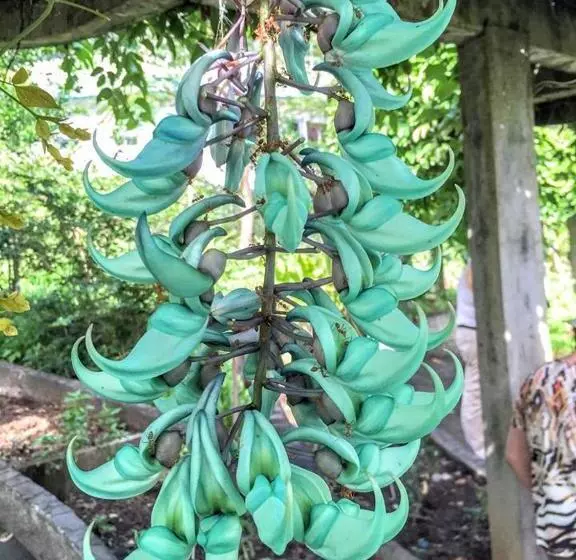 Retkeilymaja Mirisbiris Garden And Nature Center